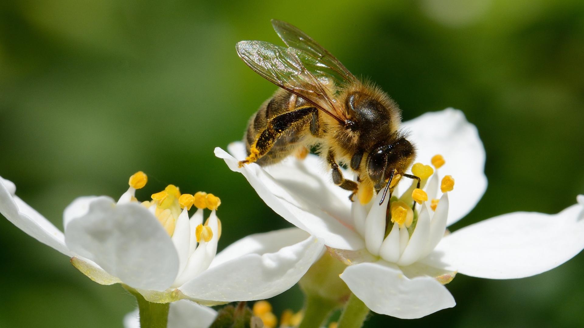 biodiversité abeille