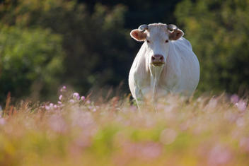 vache charolaise dans un pré