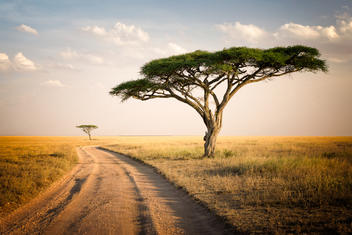 Arbre en Tanzanie