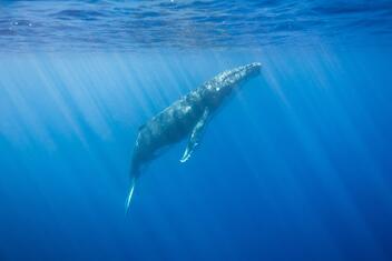 Baleine
