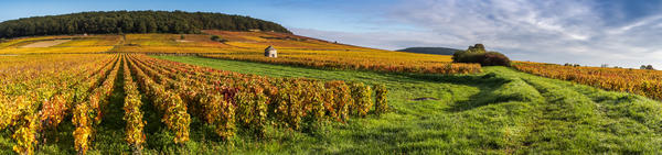 vignes bourgogne