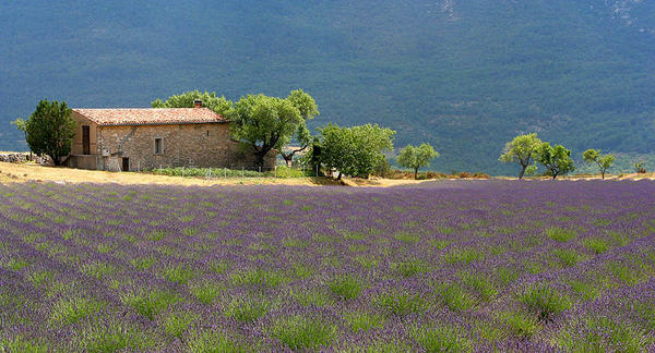 A typical Provence landscape Provence