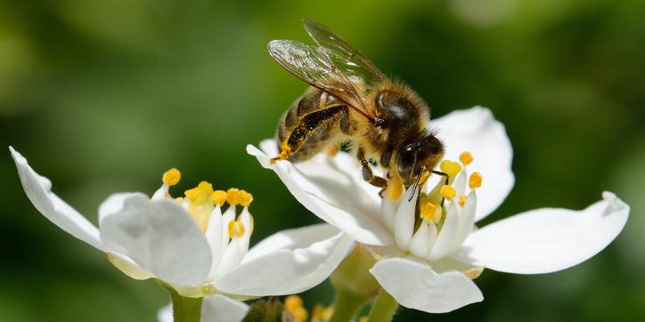 biodiversité abeille