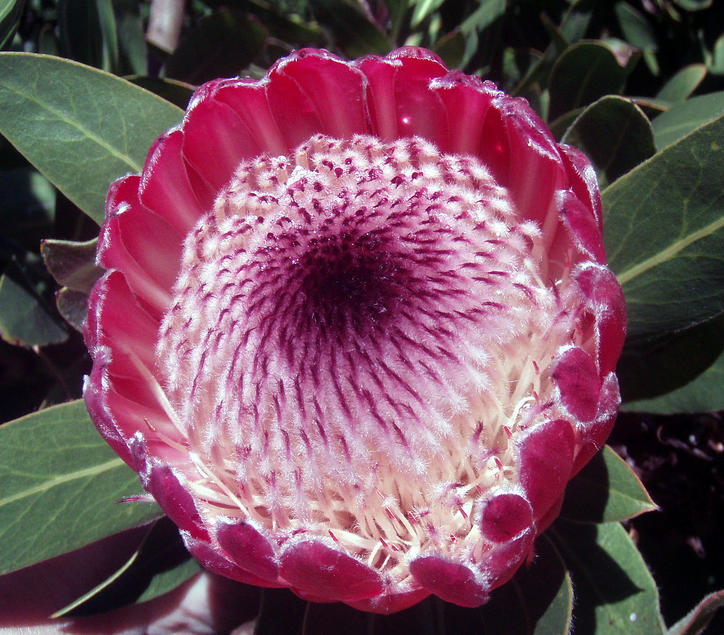 PHC Protea