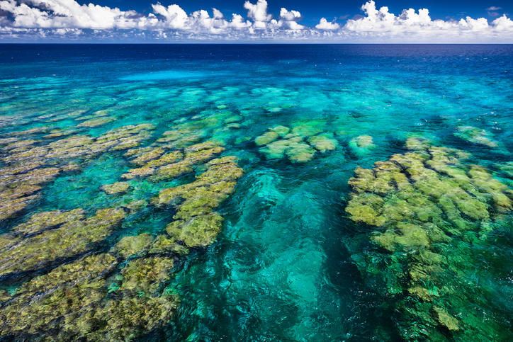 mopga corail nature fiji